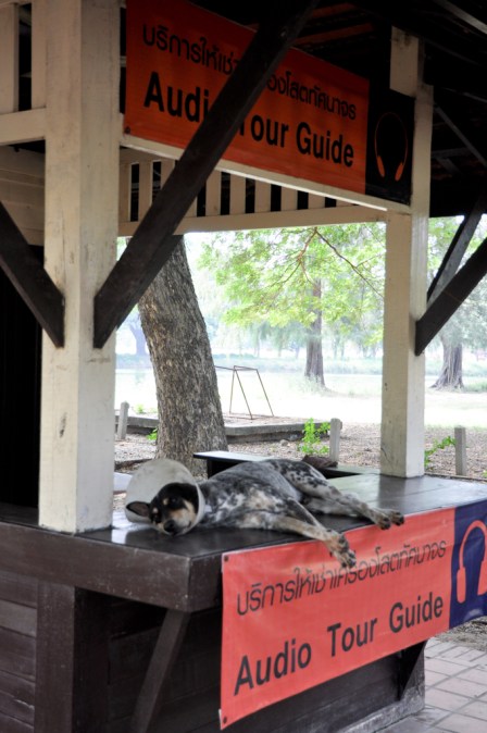 Bad day to be a dog. Not only is it ridiculously hot, but he has to wear a cone on his head. At Wat Phra Mahthat.