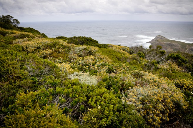 fynbos