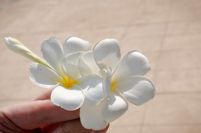 The plumeria blossom!